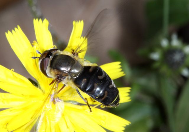 Scaeva pyrastri - Copyright Denis Bourgeois